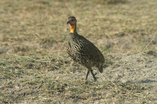 Swainson's Francolin