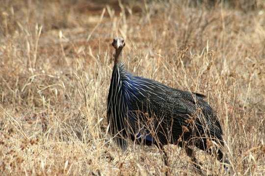 Vulturine Guinea Fowl