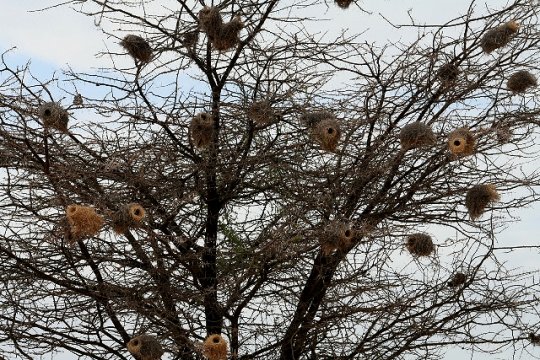 Weaver Bird Nests