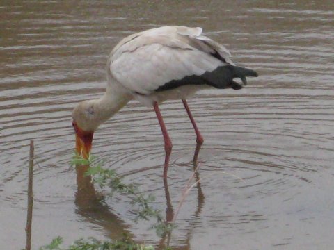 White Ibis