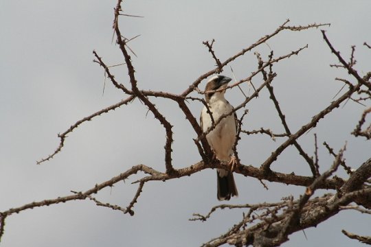 White-Browed Sparrow Weaver