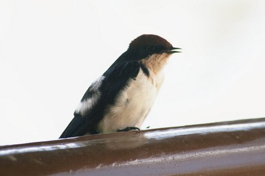 Wood Chat Shrike