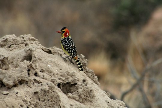 Woodpecker