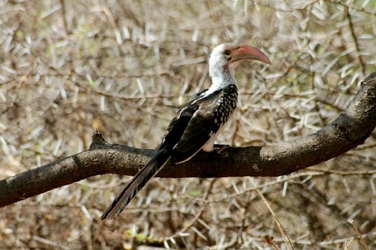 Yellow-Billed Hornbill