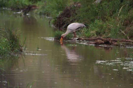 Yellow-Billed Stork