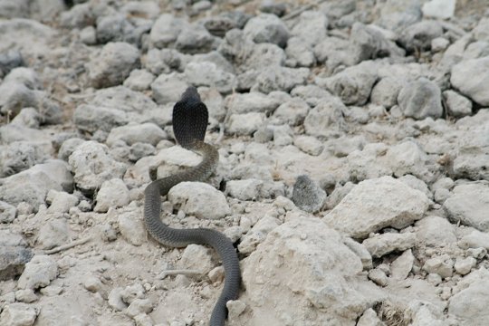 ;Cobra