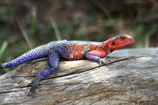 Agame Lizard
