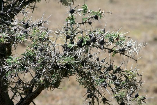 Whistling Thorns