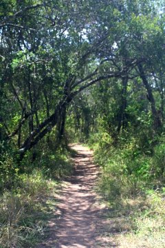 Forest Trail