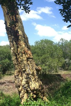 Gnarled Tree