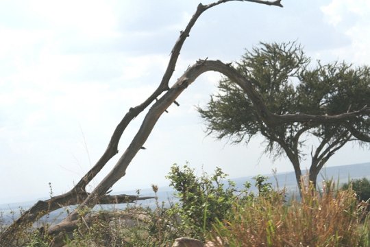 Limb