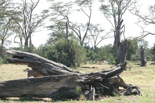 Log