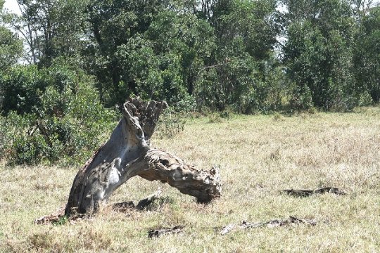 Stump