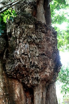 Tree Burel