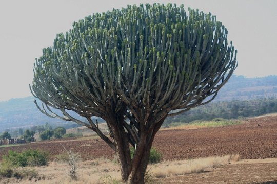 Tree Cactus