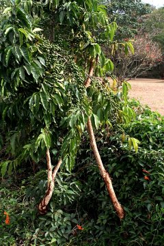 Tree Coffee