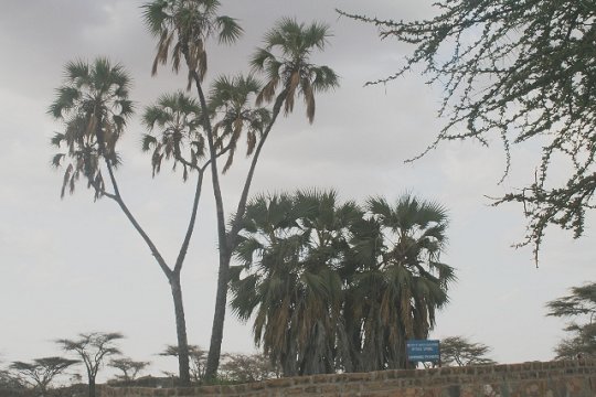 Tree Palm