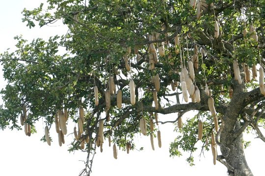 Tree Potato