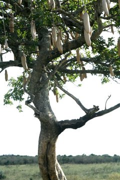 Tree Potato