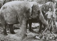 Johnny Weissmuller and Tantor