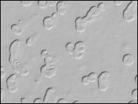 Mars South Polar Cap