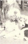 Burroughs dogs