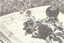 Tarzan fans visit Johnny Weissmuller grave in Acapulco