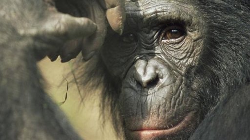 Eastern gorilla (Arup Shah / NPL)