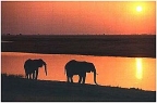 Elephants on Shore