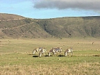 Zebras