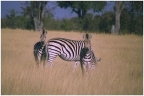 Zebras