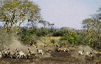 Lion Attack