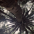 Forest Canopy