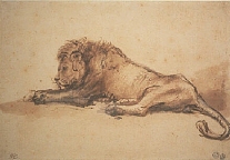 Reclining Lion - Rembrandt