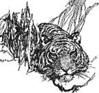 Tiger by Stuart Tresilian