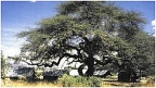 On the Savanna