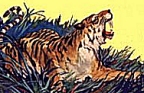 Tiger by Berdanier