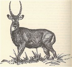 A Small Antelope