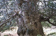 Ancient Yew Tree at Greystoke Church