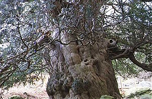 Ancient Yew Tree at Greystoke Church