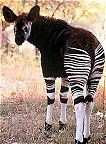 okapi