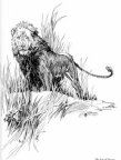 Numa, the Lion line sketch by J. Allen St. John