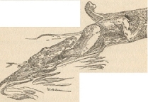 XV. Down the Ugambi: Tarzan felt mighty jaws close upon his right leg