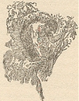 XVIII. Paulvitch Plots Revenge: Tarzan looks down from a tree