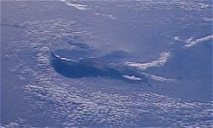 Guadalupe Island