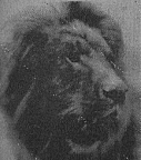 One of the Beasts of the Jungle