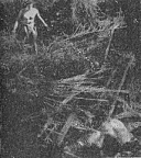 Tarzan Found an Elephant Trapped in a Pit