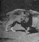A Hungry Lion