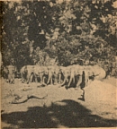 The Elephants Were Tarzan's Friends