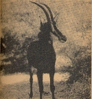 One of the Strange African Antelope